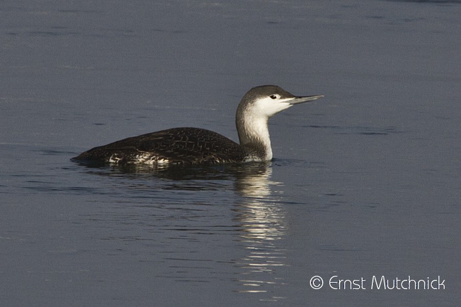Red-throated Loon - Ernst Mutchnick