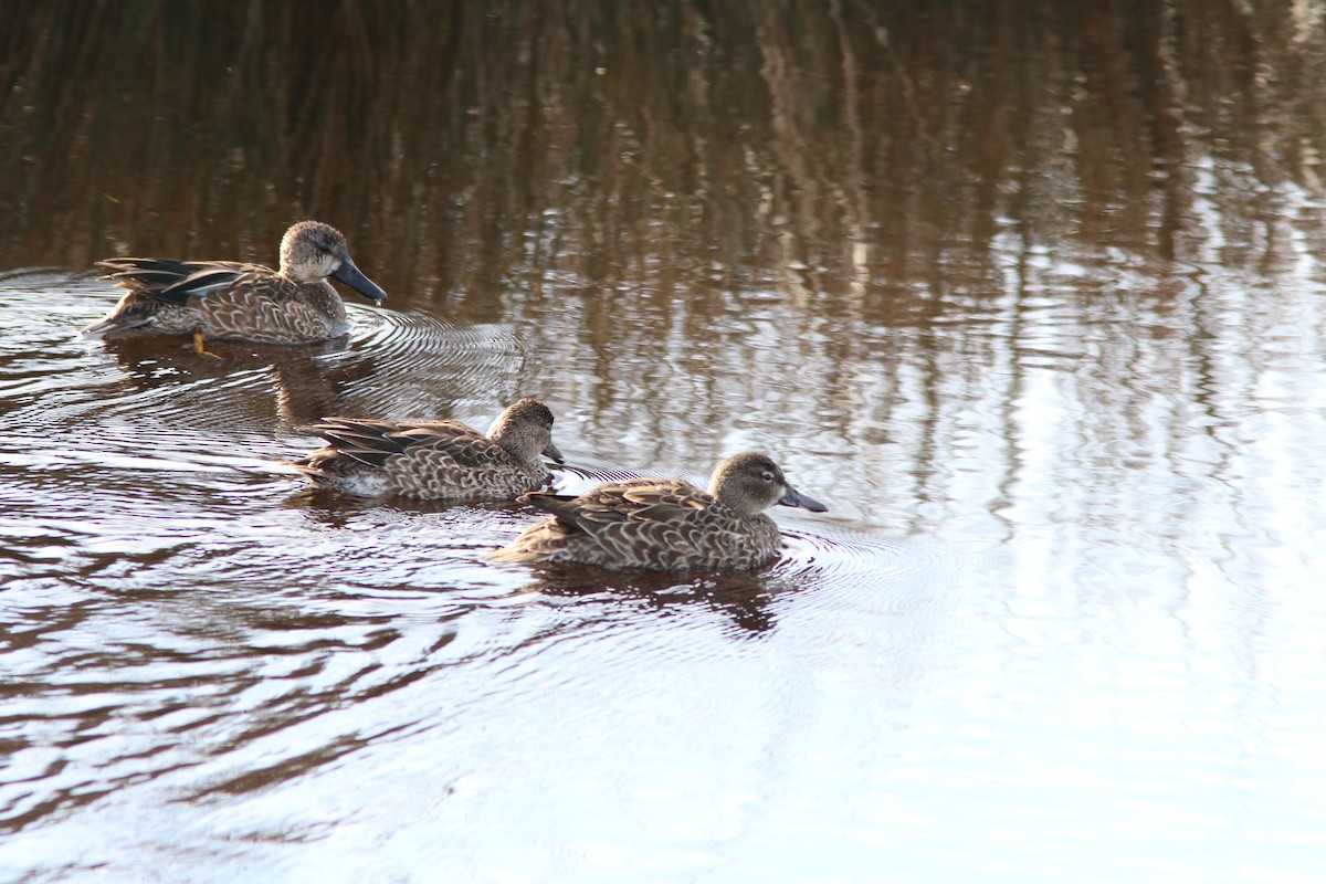 Blue-winged Teal - Tammy Conklin