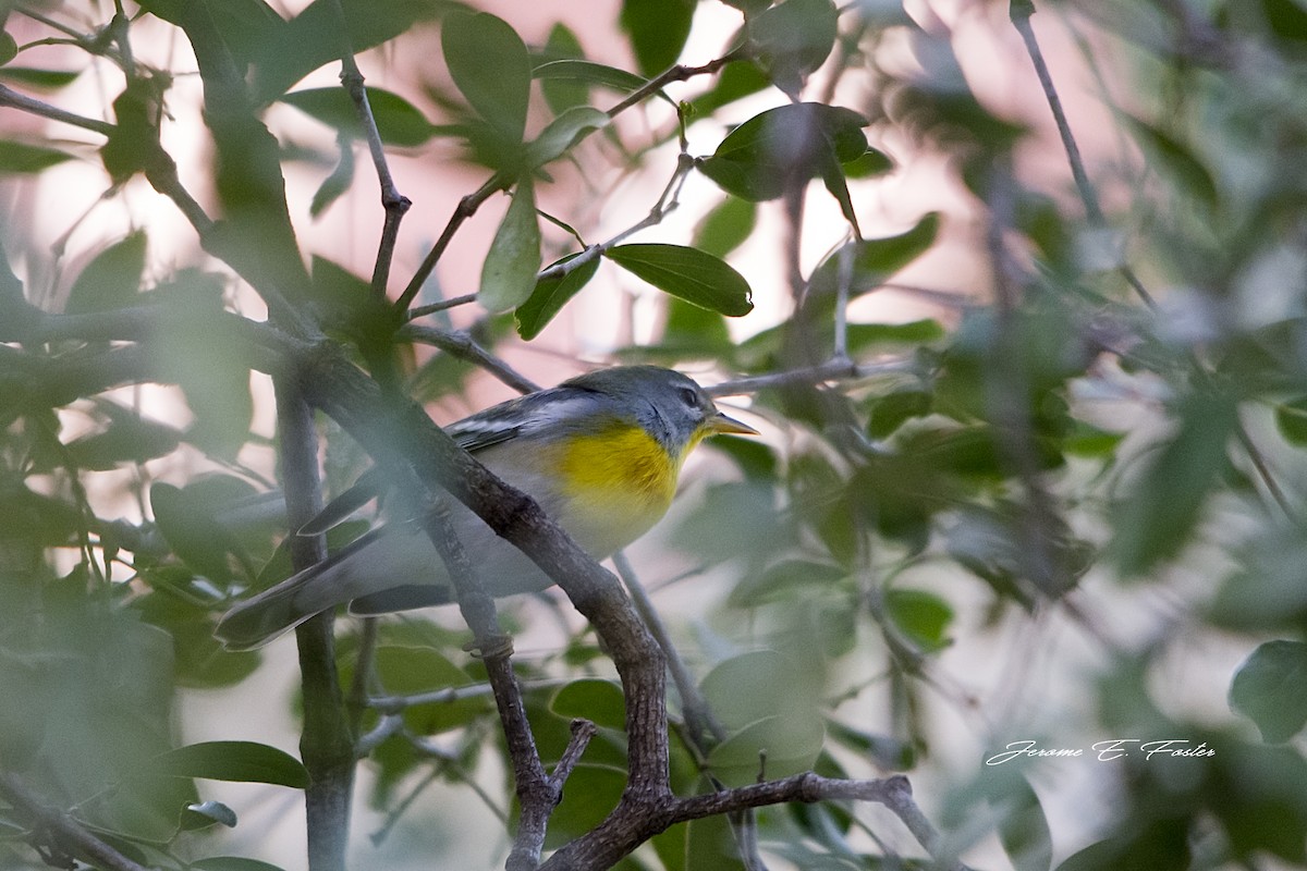 Northern Parula - Jerome Foster