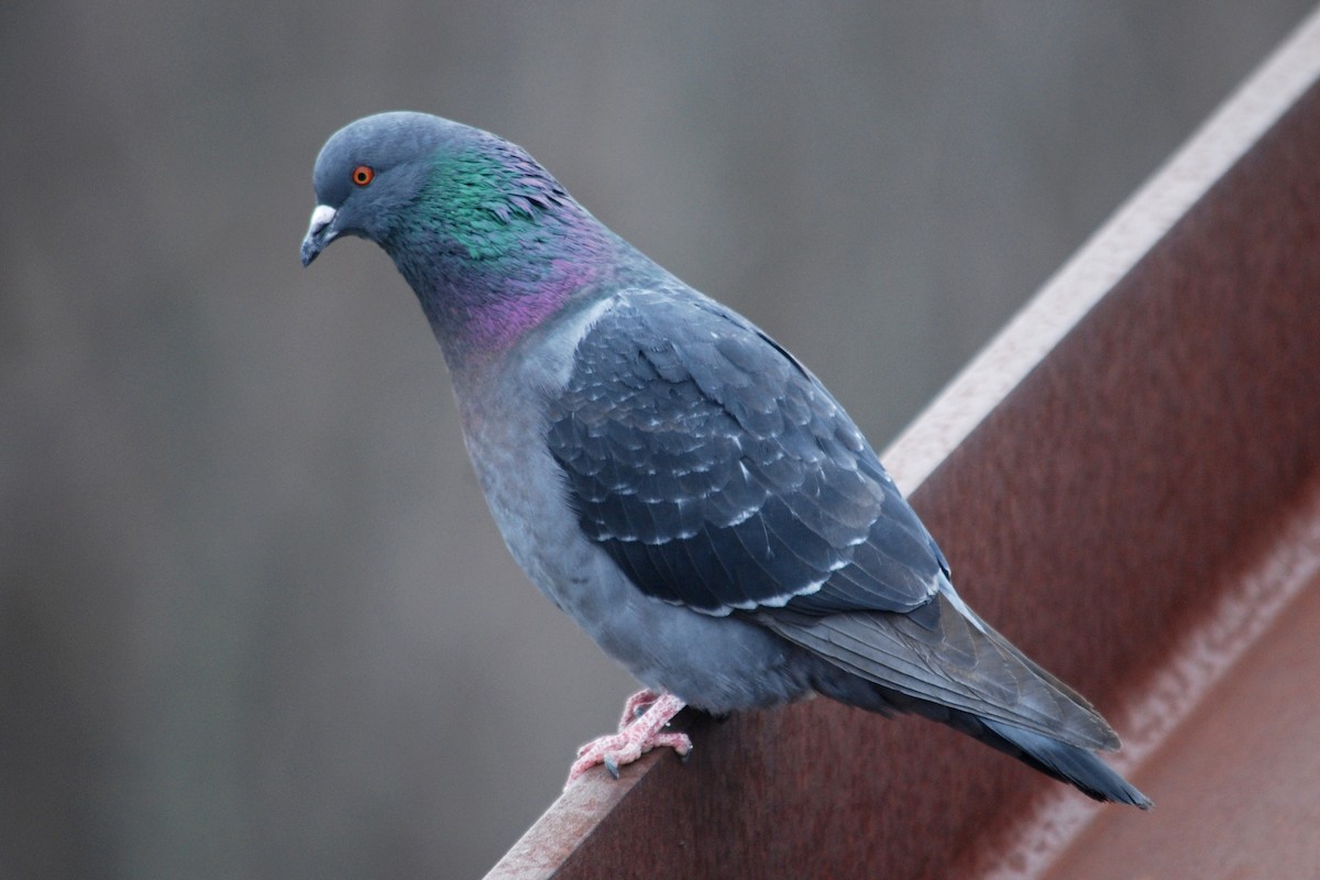 Rock Pigeon (Feral Pigeon) - Larry Clarfeld