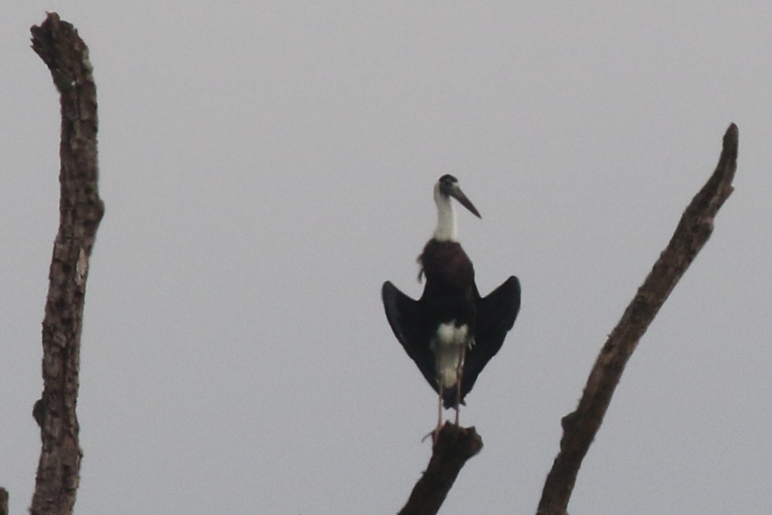 Asian Woolly-necked Stork - ML78618961