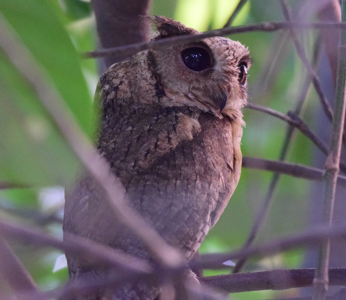 Indian Scops-Owl - mathew thekkethala