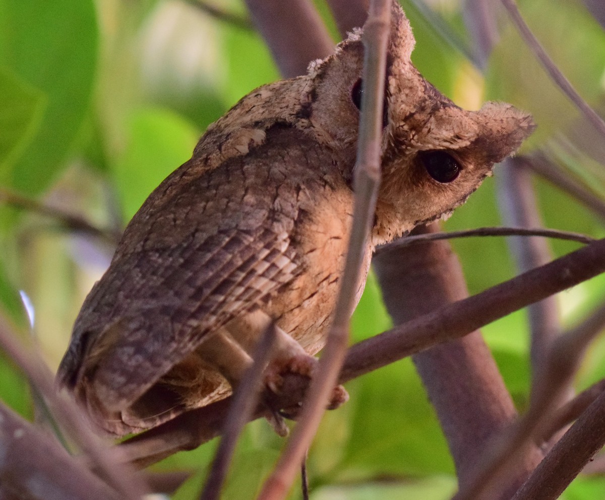Indian Scops-Owl - mathew thekkethala