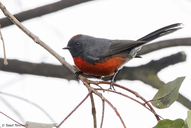 Lateral view (subspecies <em class="SciName notranslate">miniatus</em>). - Slate-throated Redstart - 