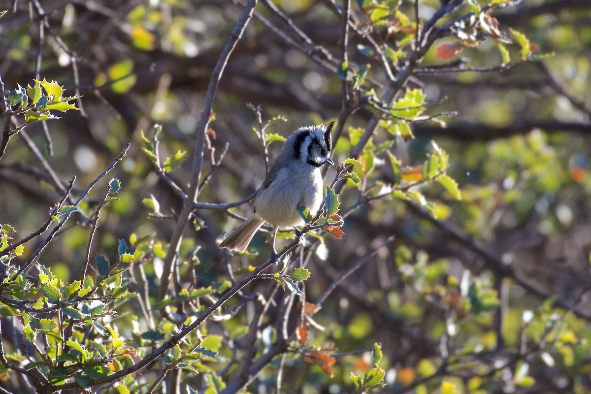 Bridled Titmouse - Mike Schijf