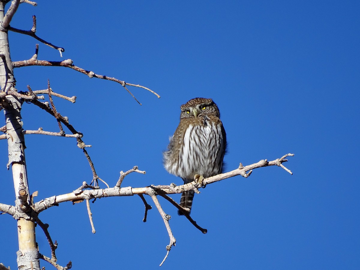 Northern Pygmy-Owl - Rosie Howard