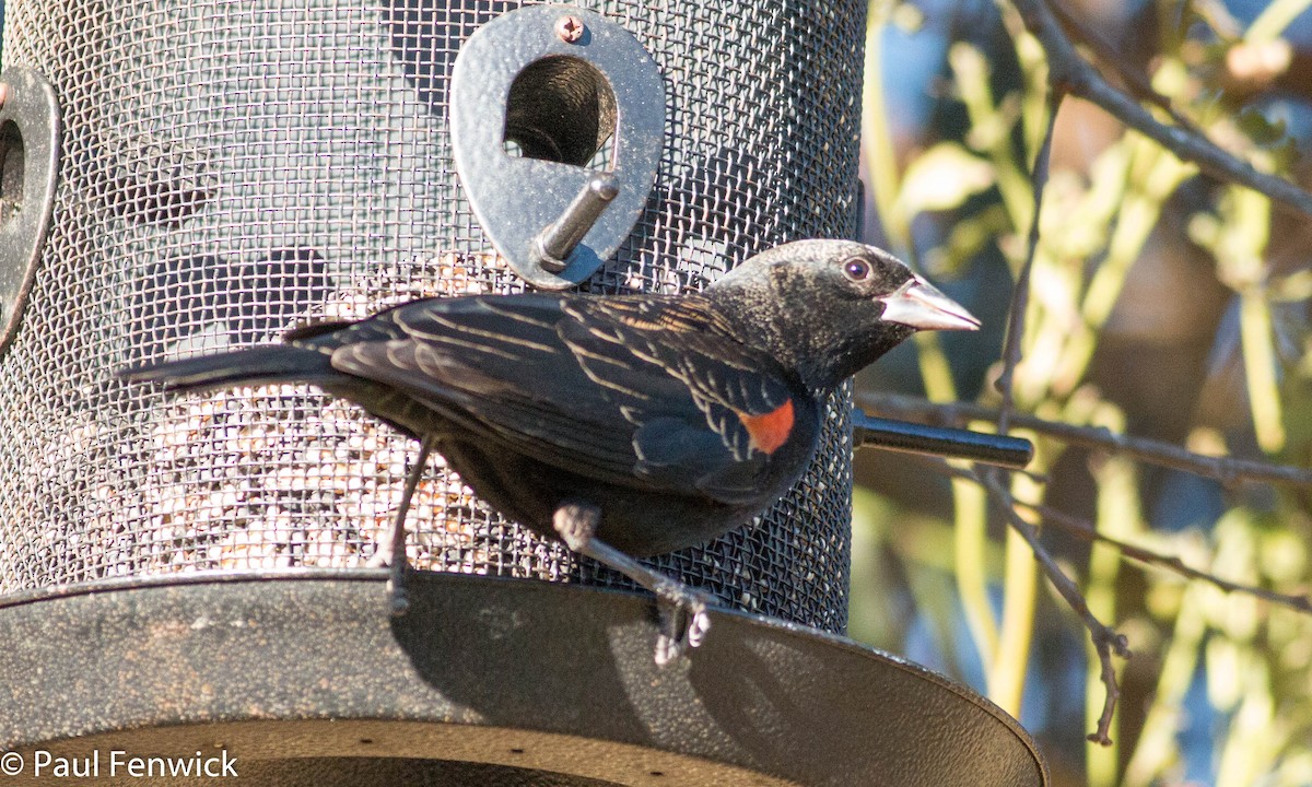 Red-winged Blackbird (California Bicolored) - ML78622291