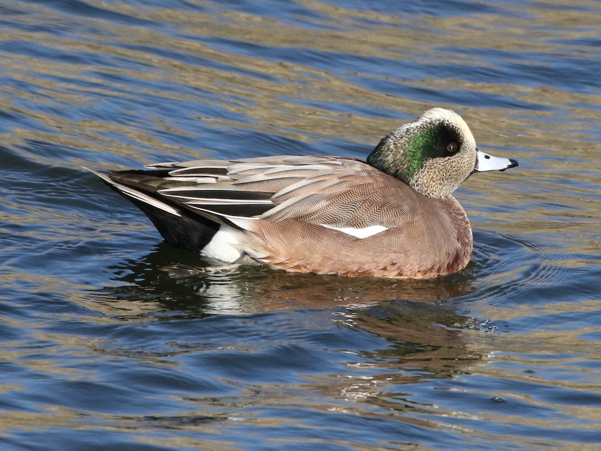 American Wigeon - Mike "mlovest" Miller