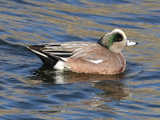 American Wigeon