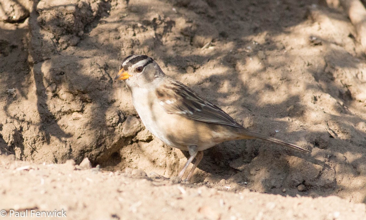 White-crowned Sparrow - ML78623281