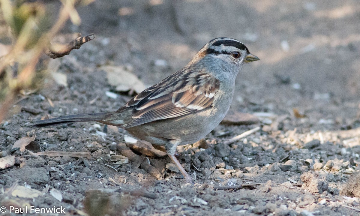 White-crowned Sparrow - ML78623961