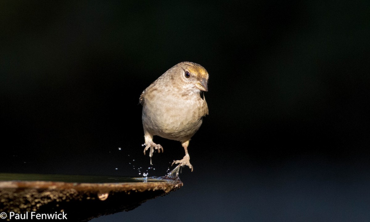 Golden-crowned Sparrow - ML78625011