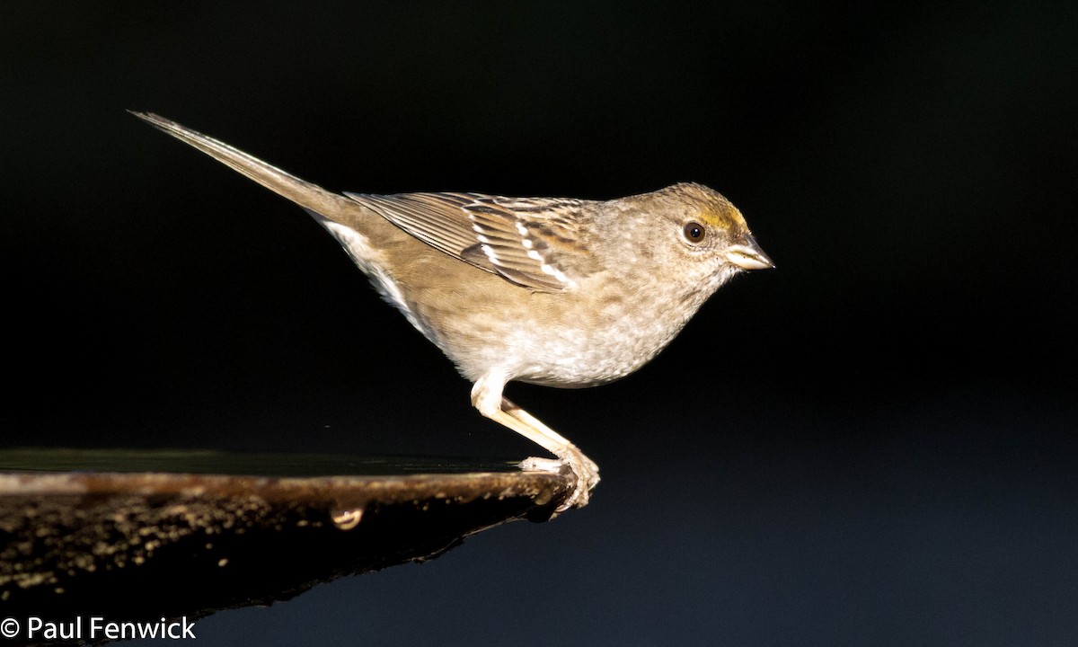Golden-crowned Sparrow - ML78625121