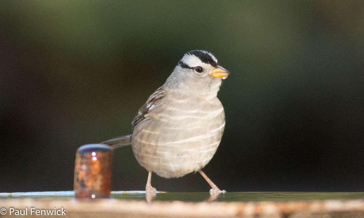 White-crowned Sparrow - ML78625401
