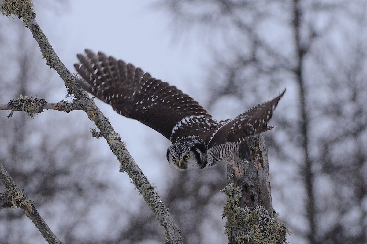 Northern Hawk Owl - Julie Zempel