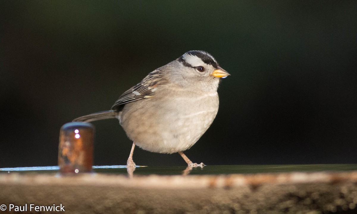 White-crowned Sparrow - ML78625921