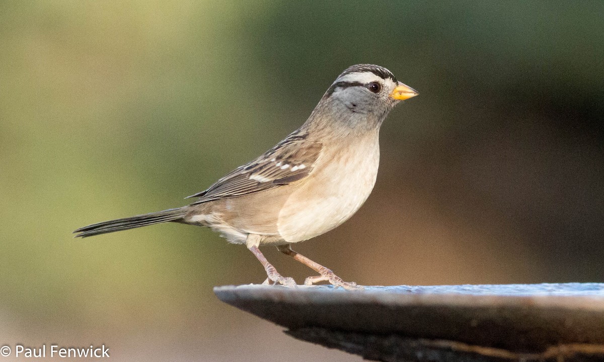 White-crowned Sparrow - ML78625931