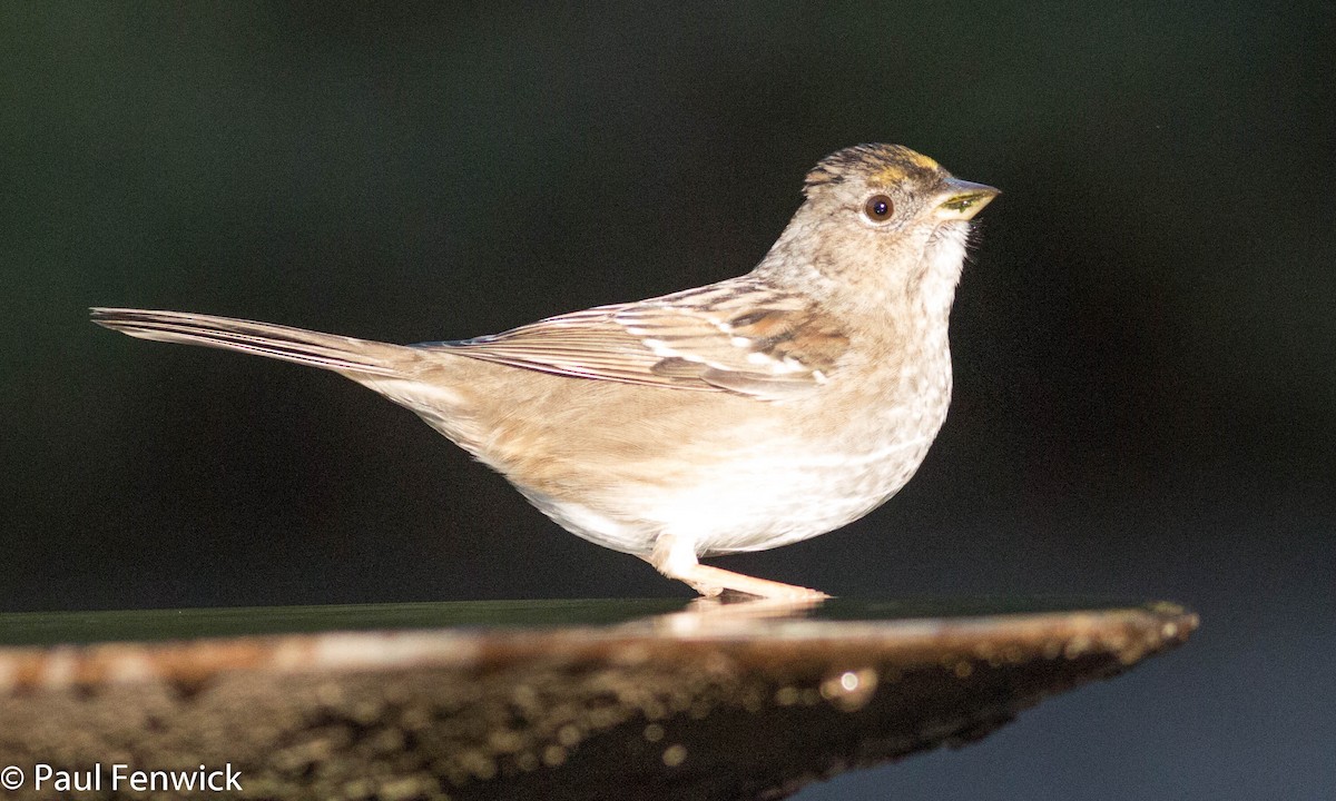 Golden-crowned Sparrow - ML78626411