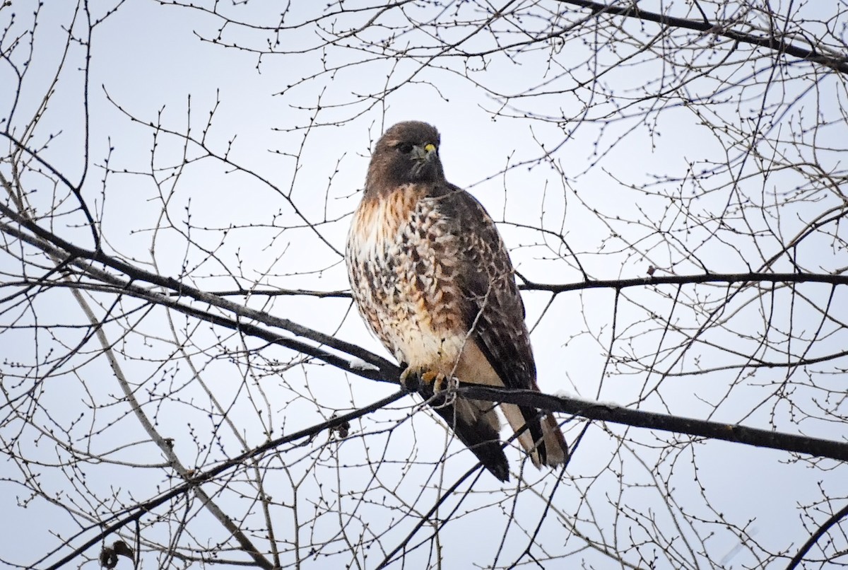 Red-tailed Hawk - ML78627191