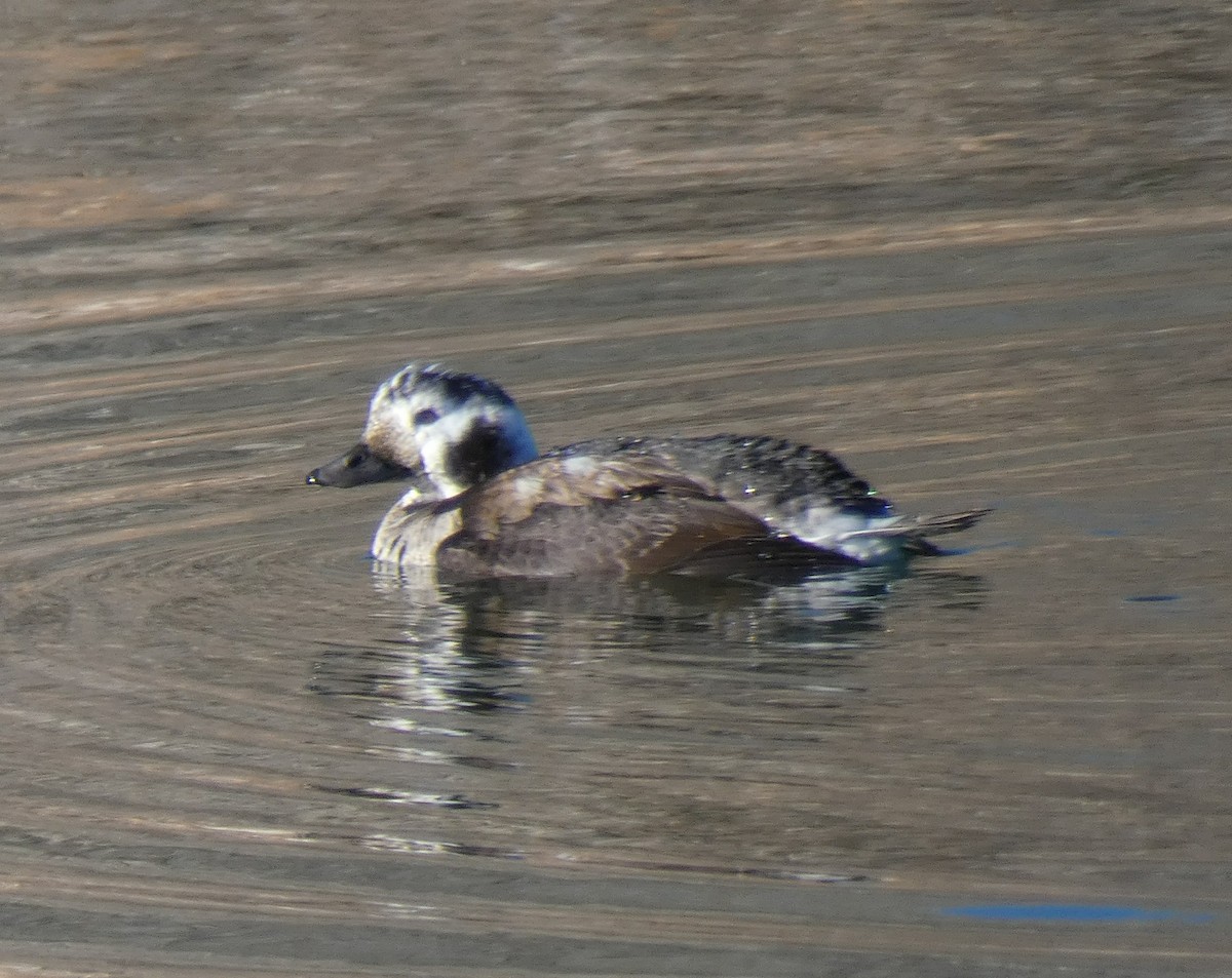Long-tailed Duck - Diane Roberts