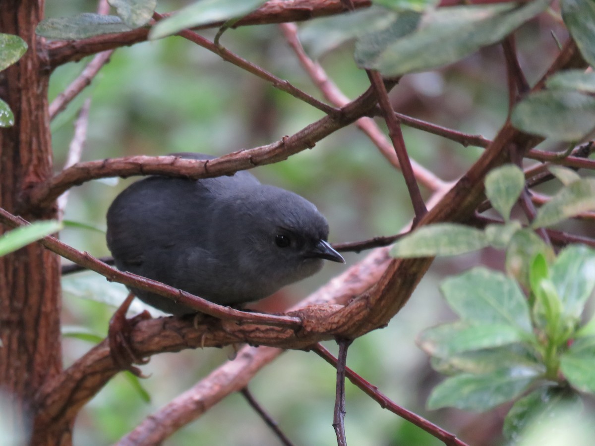 Unicolored Tapaculo - Manuel Roncal