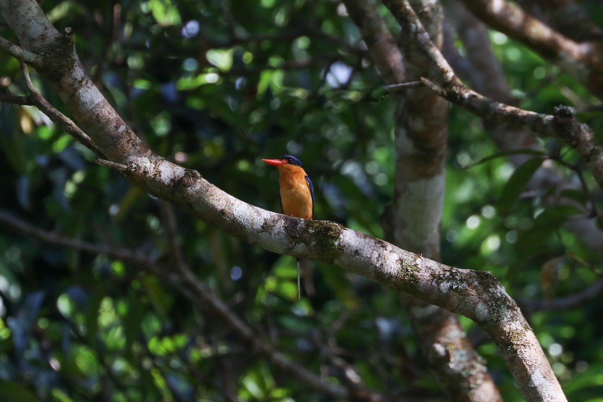 Buff-breasted Paradise-Kingfisher - Ged Tranter