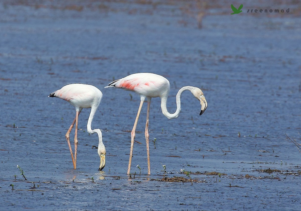 Greater Flamingo - sreekumar  k govindankutty