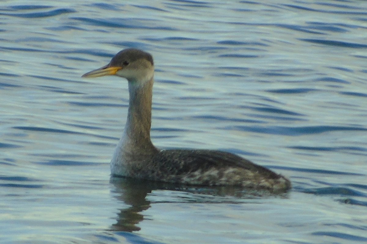 Red-necked Grebe - ML78639401