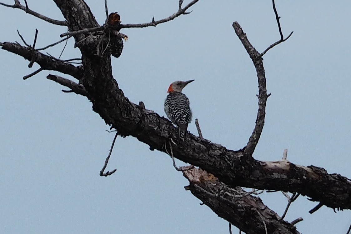 Red-bellied Woodpecker - Deb Oliver