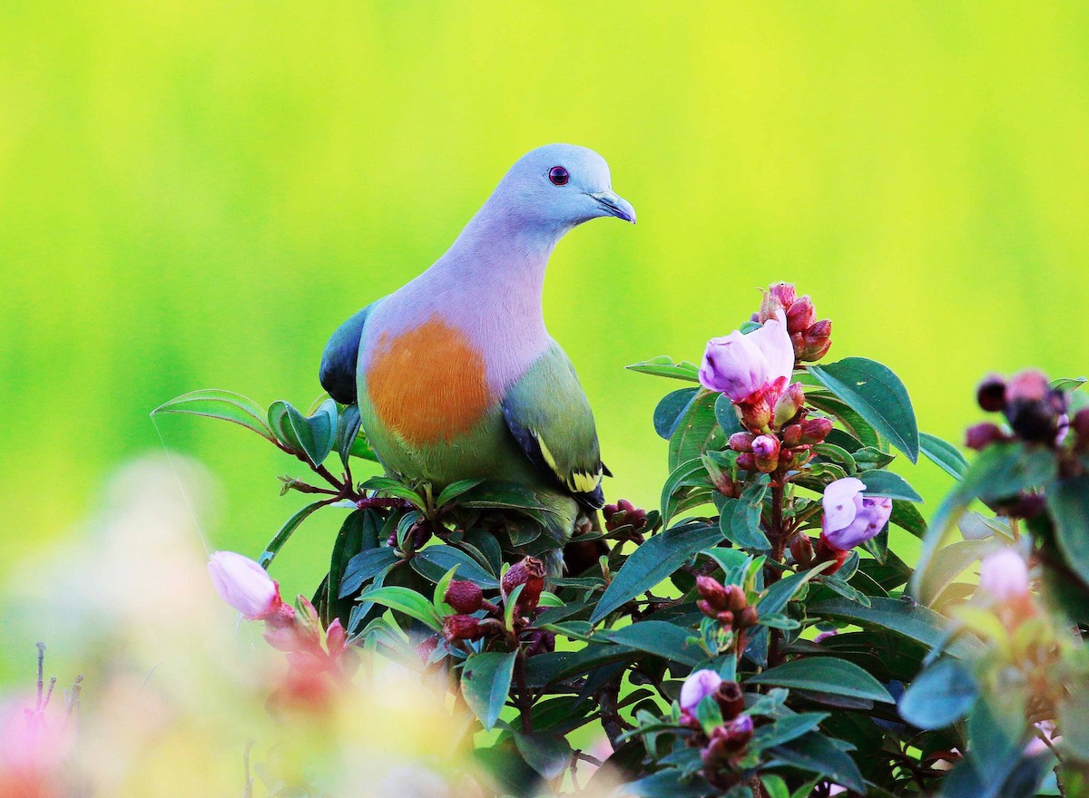 Pink-necked Green-Pigeon - ML78639841
