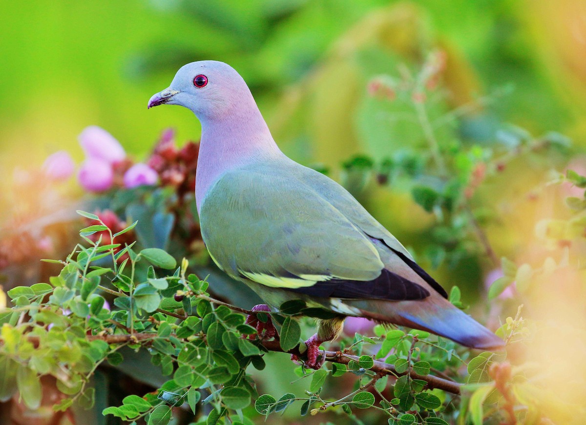 Pink-necked Green-Pigeon - ML78639851