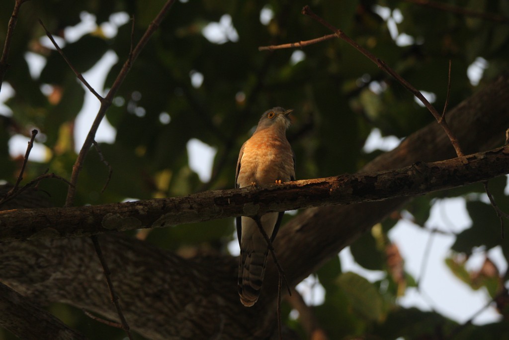 Common Hawk-Cuckoo - Mamta Parmar