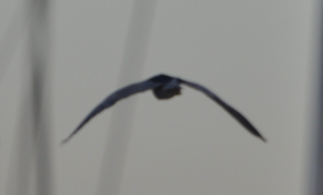 Black-crowned Night Heron - M.K. McManus-Muldrow