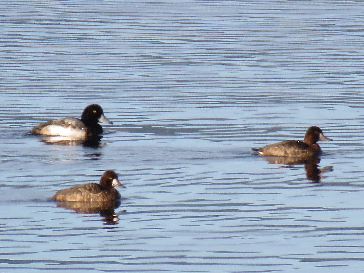Greater Scaup - Colin Dillingham