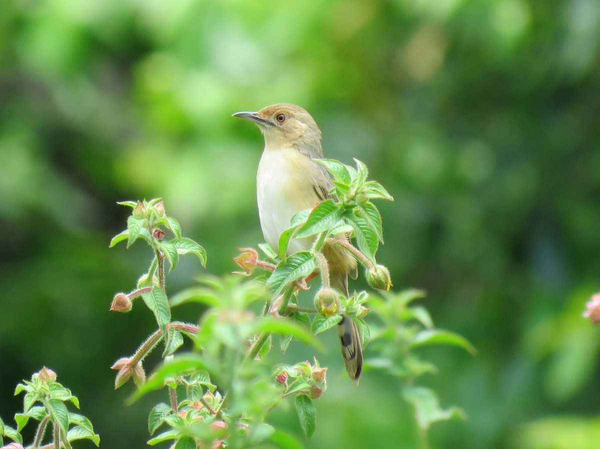 Red-faced Cisticola (Red-faced) - ML78649071