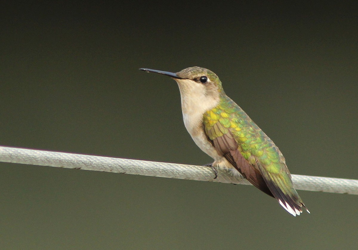 Ruby-throated Hummingbird - David Beadle