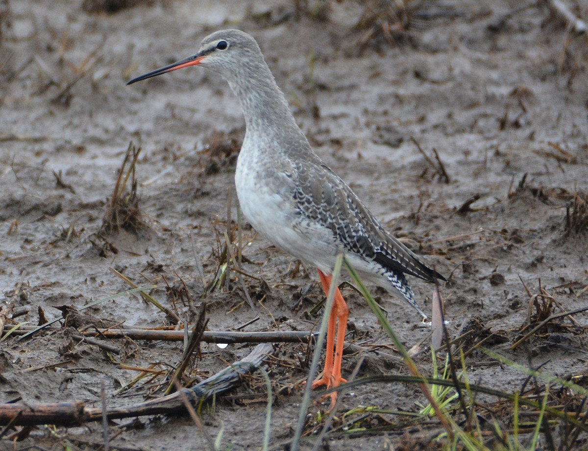 Spotted Redshank - "Chia" Cory Chiappone ⚡️