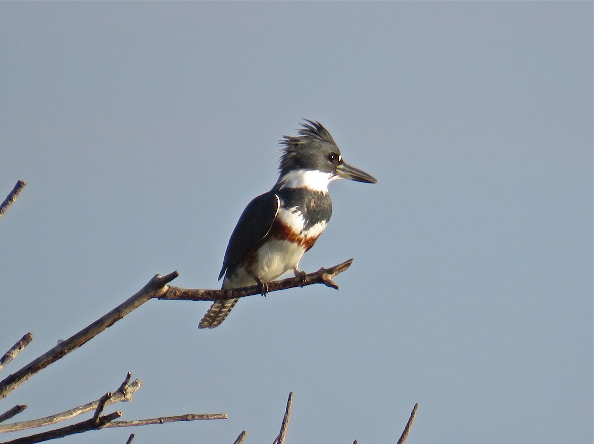 Belted Kingfisher - Roy Netherton