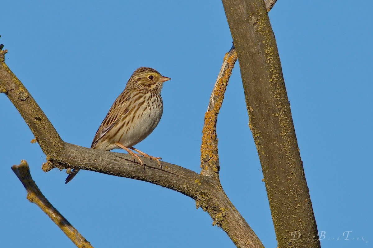 Savannah Sparrow - ML78651051