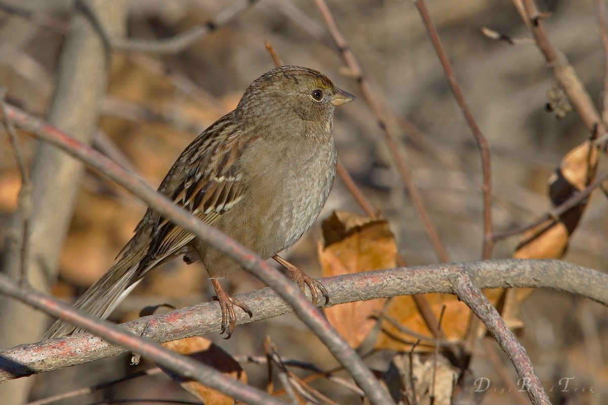 Golden-crowned Sparrow - ML78651181