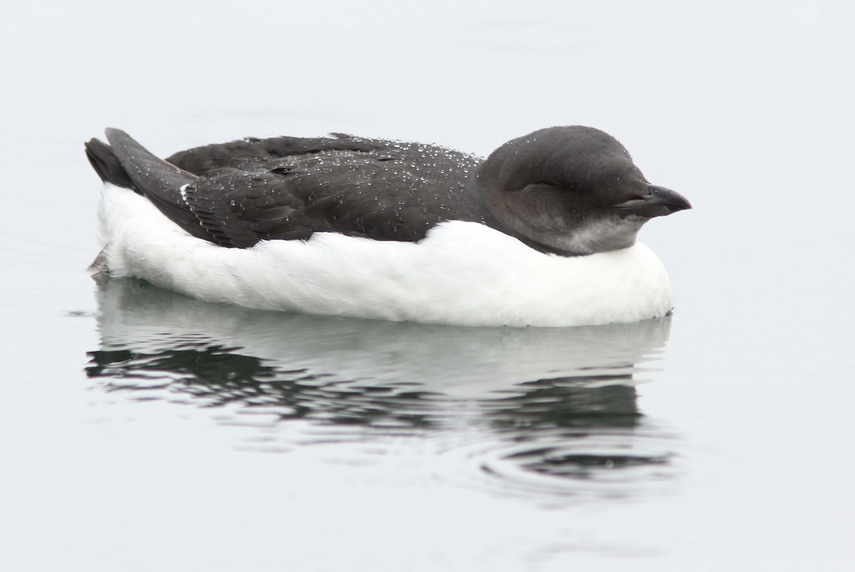 Thick-billed Murre - ML78651191