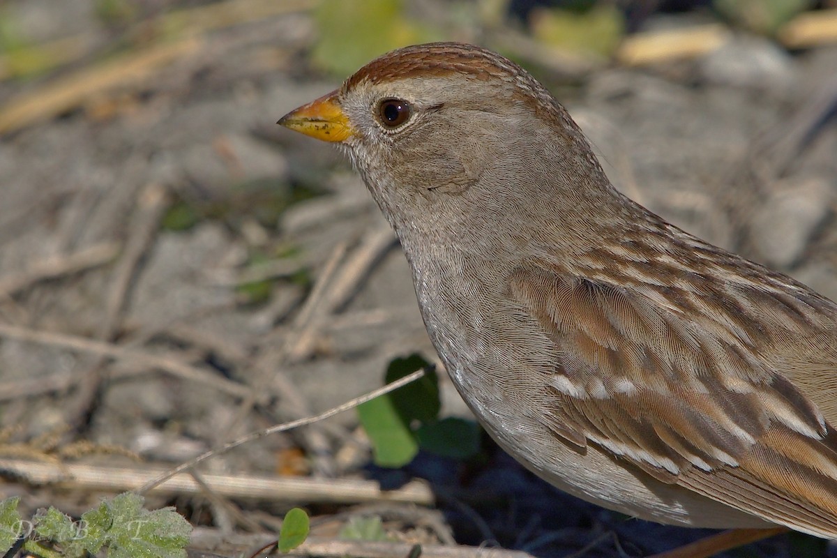 White-crowned Sparrow - DigiBirdTrek CA