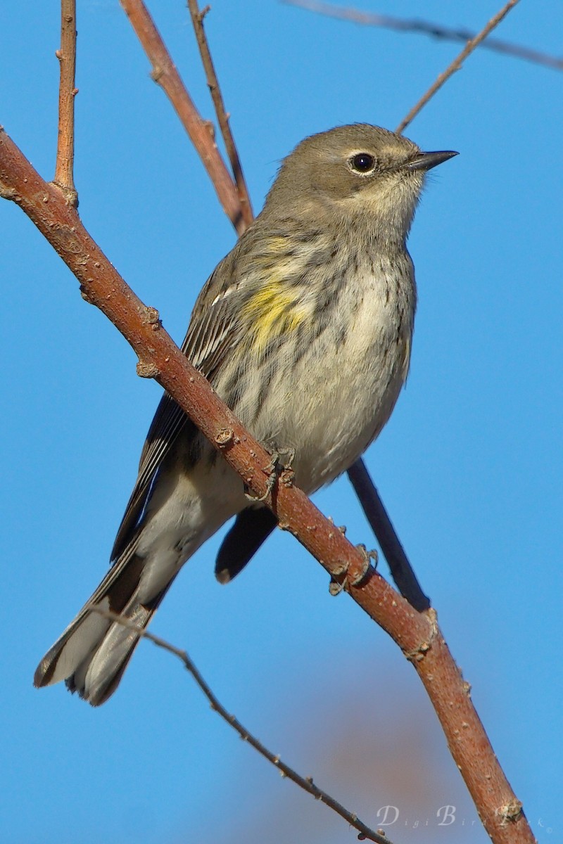 Yellow-rumped Warbler (Myrtle) - ML78651731