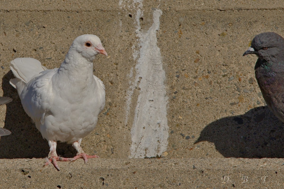 Rock Pigeon (Feral Pigeon) - ML78652501