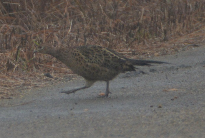 Ring-necked Pheasant - ML78652851