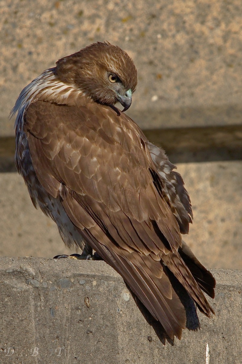Red-tailed Hawk - ML78653461