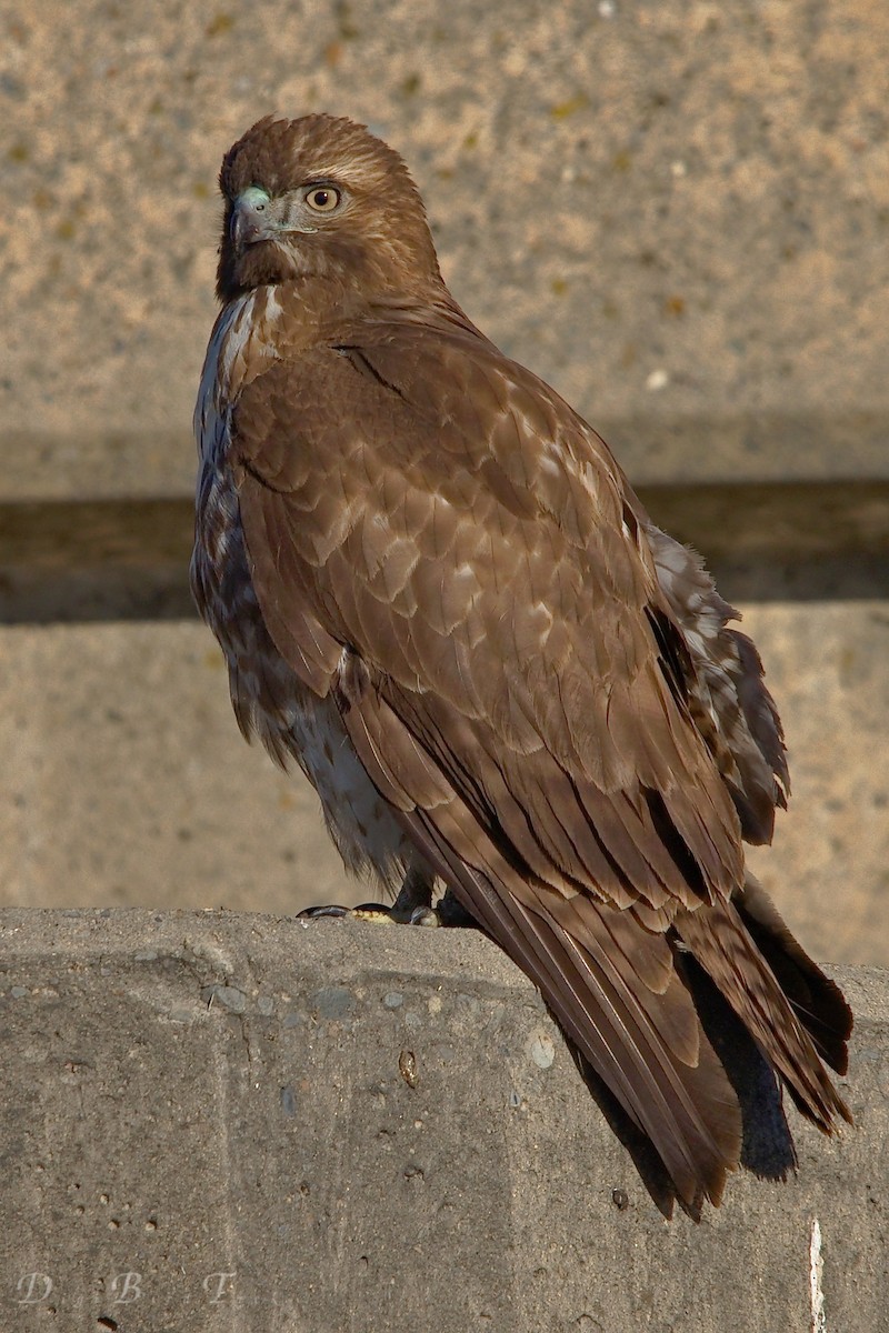 Red-tailed Hawk - ML78653511