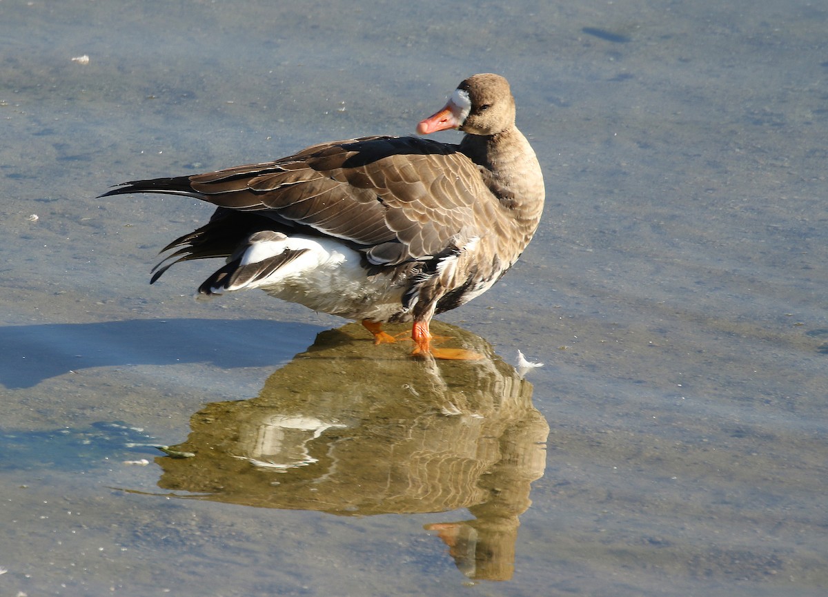Greater White-fronted Goose - Kathleen Keef