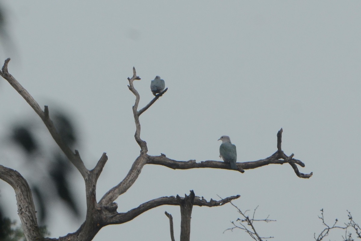 Green Imperial-Pigeon - ML78654071