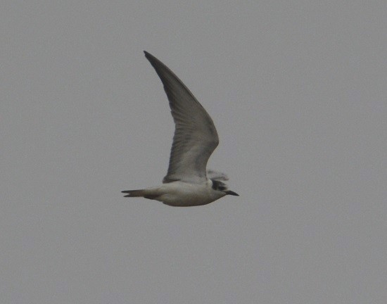 White-winged Tern - "Chia" Cory Chiappone ⚡️